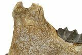 Fossil Titanothere (Megacerops) Jaw - South Dakota #228176-2